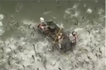 صید ماهی با استفاده از شوک الکتریکی